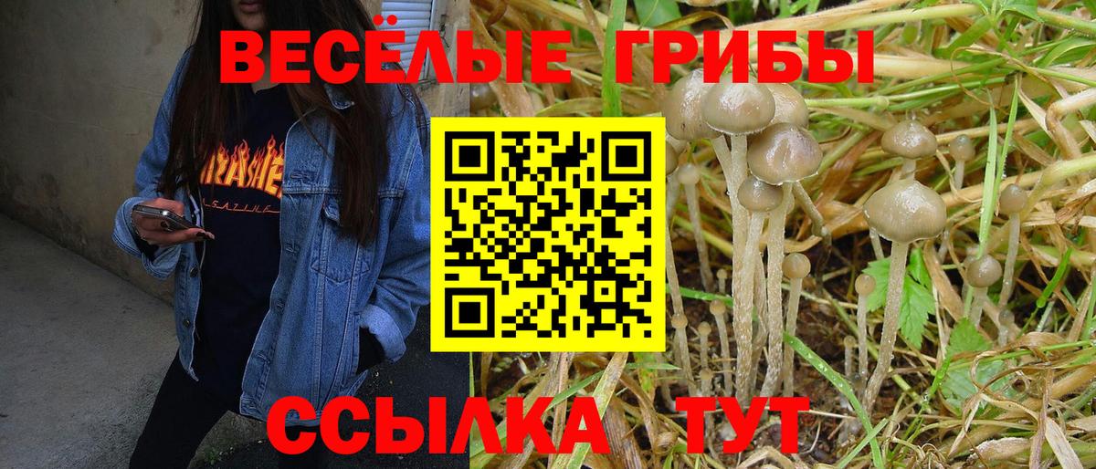 Вязьма  Псилоцибиновые грибы Cubensis  цена   Вход с VPN 